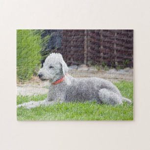 Bedlington Terrier Puzzle