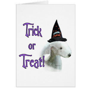 Bedlington Terrier Trick