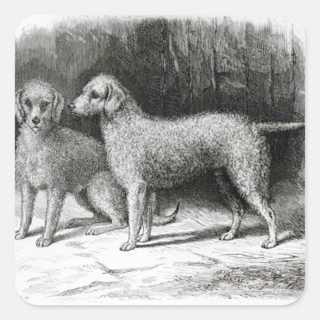 Bedlington Terriers - F. Armstrong's Quadratischer Aufkleber (Vorderseite)