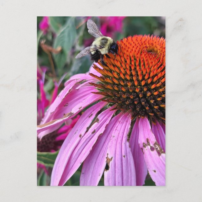 Bee and Coneflower  Postkarte (Vorderseite)