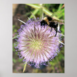 BEE AND TEASEL FLOWER POSTER