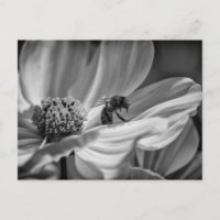 Bee auf der Cosmo-Blume - Postkarte
