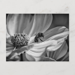 Bee auf der Cosmo-Blume - Postkarte