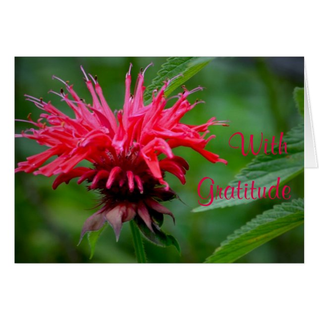 Bee Balm Danke-Card (Vorderseite (Horizontal))