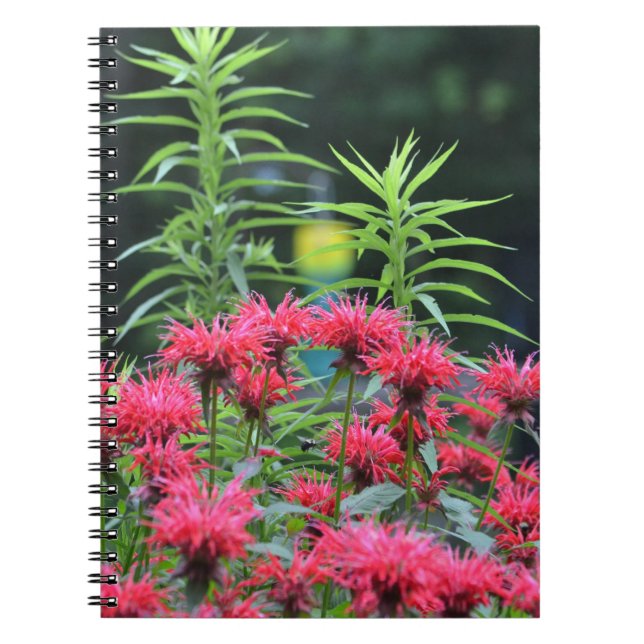 Bee Balm Notebook Notizblock (Vorderseite)