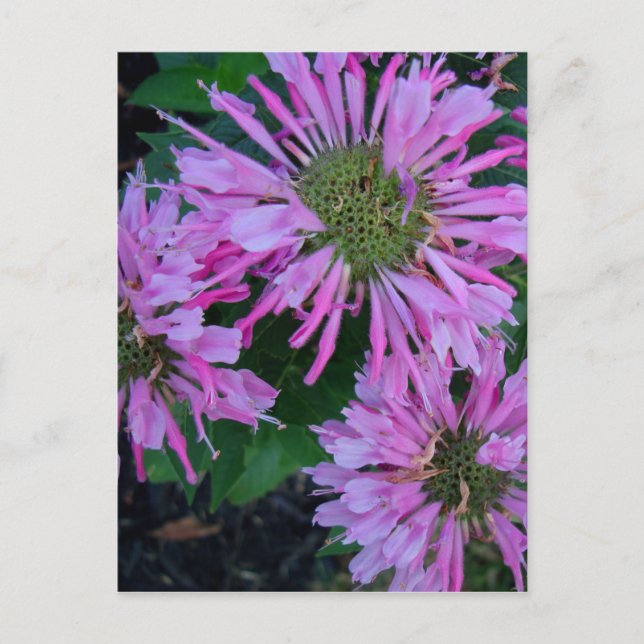 Bee Balm Postkarte (Vorderseite)