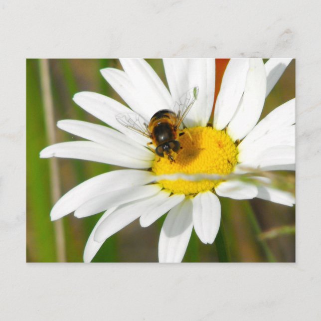 Bee & Daisy Postcard Postkarte (Vorderseite)