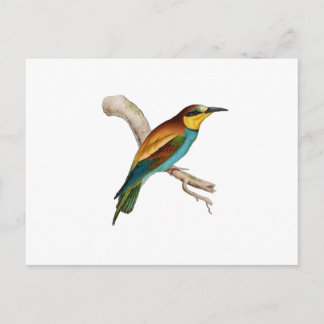 Bee Eater Postkarte