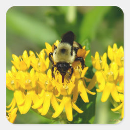 Bee Feasting on Butterfly Weed Wildflowers Quadratischer Aufkleber