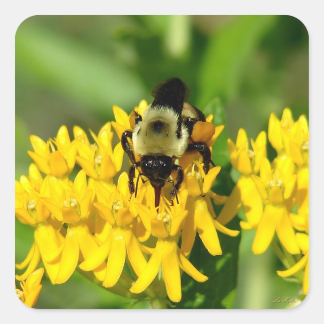 Bee Feasting on Butterfly Weed Wildflowers Quadratischer Aufkleber (Vorderseite)