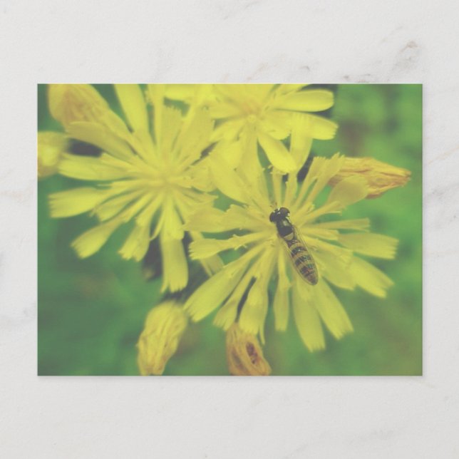 Bee Fly on Hawkweed Postcard Postkarte (Vorderseite)