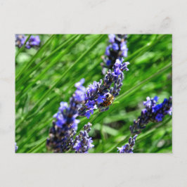 Bee foraging on lavender in the Drôme provencale Feiertagspostkarte