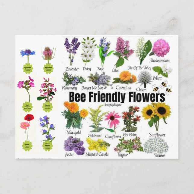 Bee-Friendly-Blume Postkarte (Vorderseite)