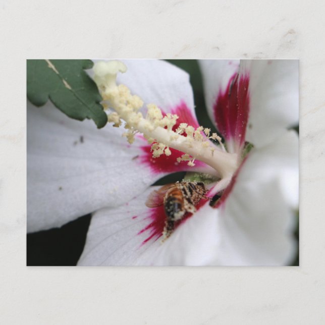 Bee Hibiskus Pollen Party Postkarte (Vorderseite)
