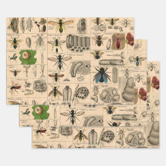 Bee Insect Bug Wasp Natural History Bees Geschenkpapier Set