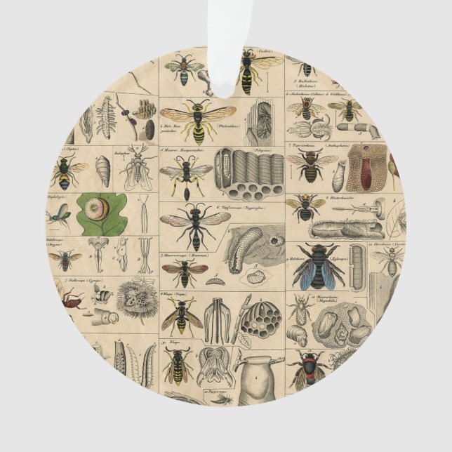 Bee Insect Bug Wasp Natural History Bees Ornament (Vorderseite)