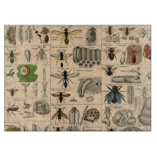 Bee Insect Bug Wasp Natural History Bees Schneidebrett