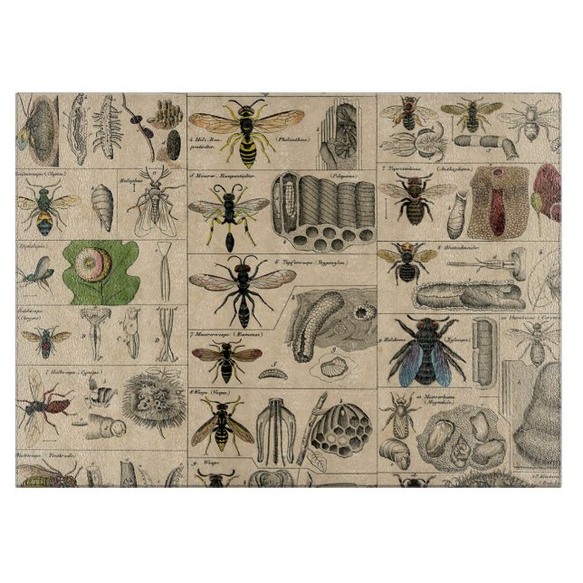 Bee Insect Bug Wasp Natural History Bees Schneidebrett (Vorderseite)