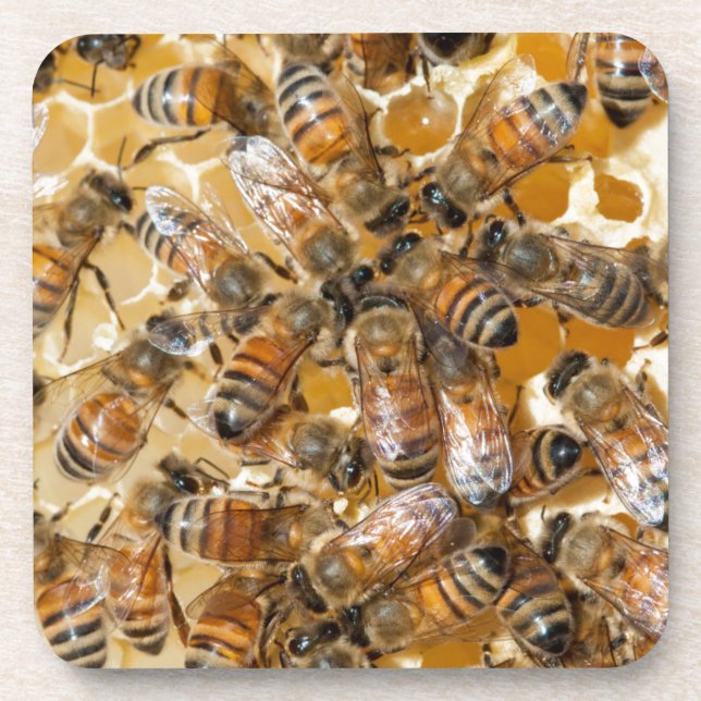 Bee keeping at Arlo’s Honey Farm Getränkeuntersetzer (Vorderseite)