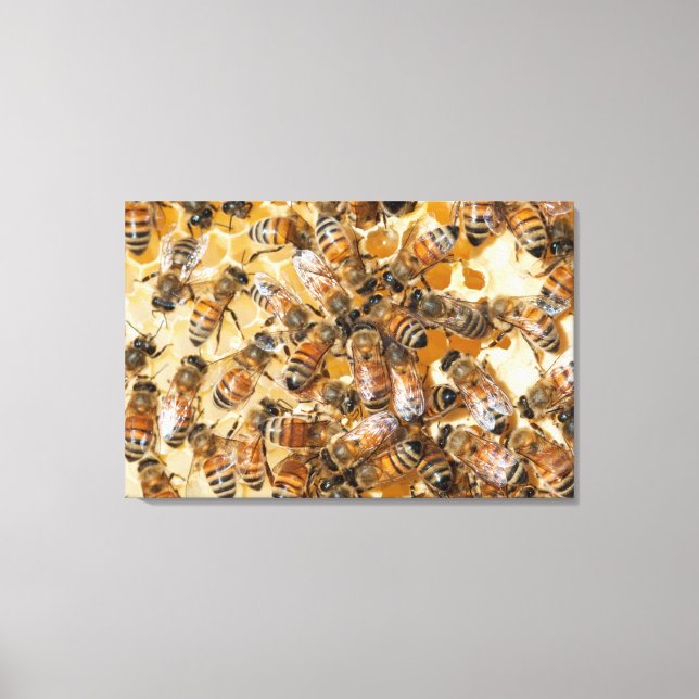 Bee keeping at Arlo’s Honey Farm Leinwanddruck (Vorderseite)