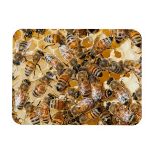 Bee keeping at Arlo’s Honey Farm Magnet