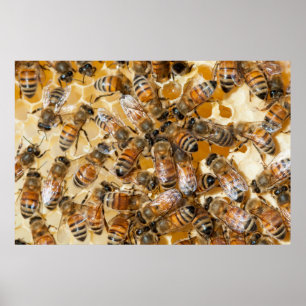 Bee keeping at Arlo’s Honey Farm Poster