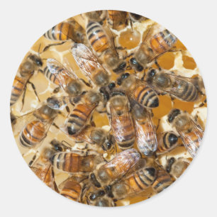 Bee keeping at Arlo’s Honey Farm Runder Aufkleber