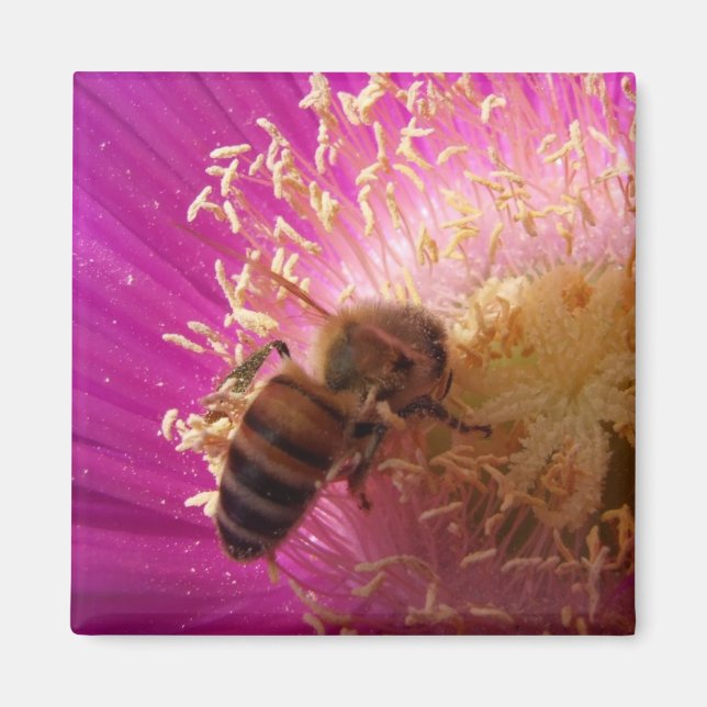 Bee Magnets Magnet (Vorne)