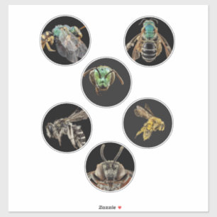 Bee Magnified Fotos Fotos Buginsekten Bienen Aufkleber