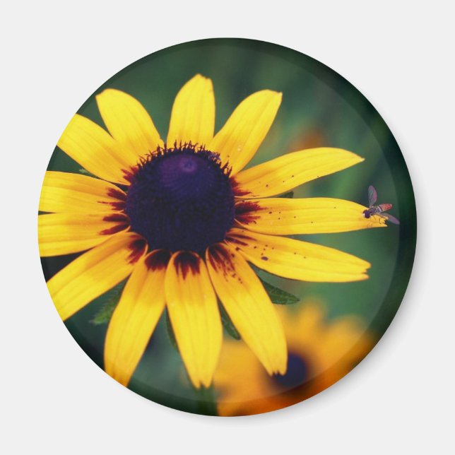Bee On Black Eyed Susan Flower Nature  Magnet (Vorne)