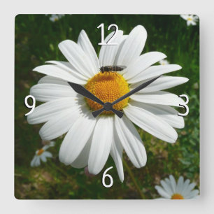 Bee on Daisy Alaskan Summer Nature Photo Quadratische Wanduhr