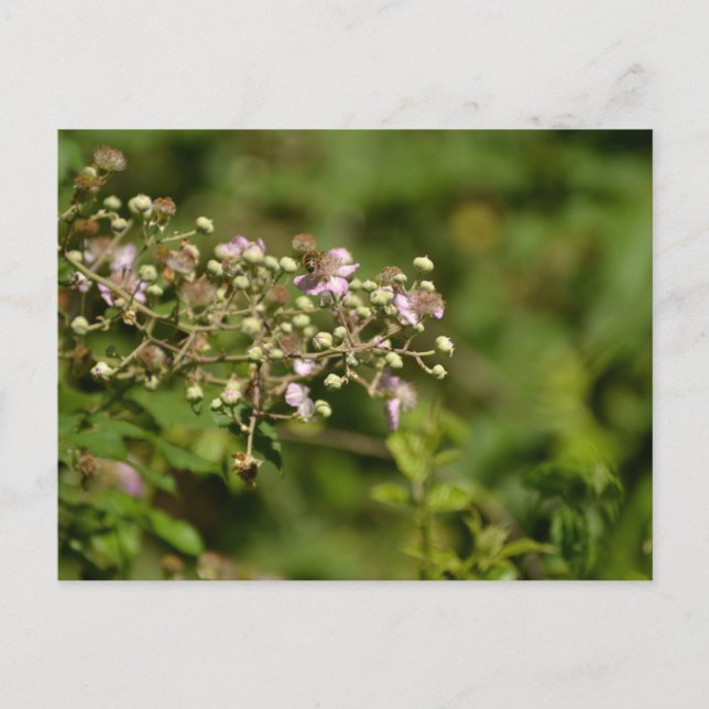 Bee on flower postkarte (Vorderseite)