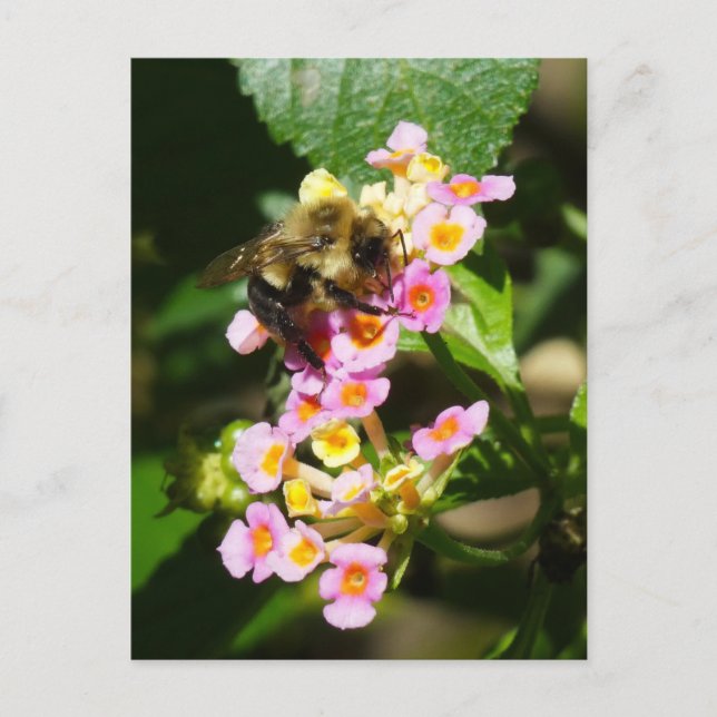 "Bee on Lantana." Postkarte (Vorderseite)