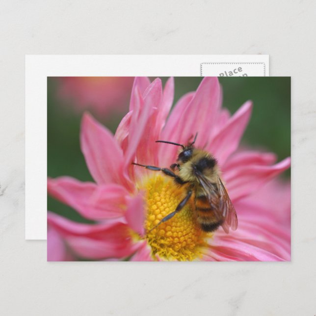 Bee On Pink Daisy Flower Photography  Postkarte (Vorne/Hinten)