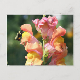 Bee On Snapdragon Blume Foto Postcard Postkarte