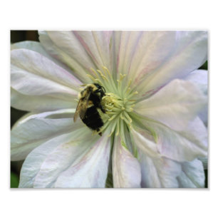 Bee On White Clematis Blume 10x8 Nature Print Fotodruck