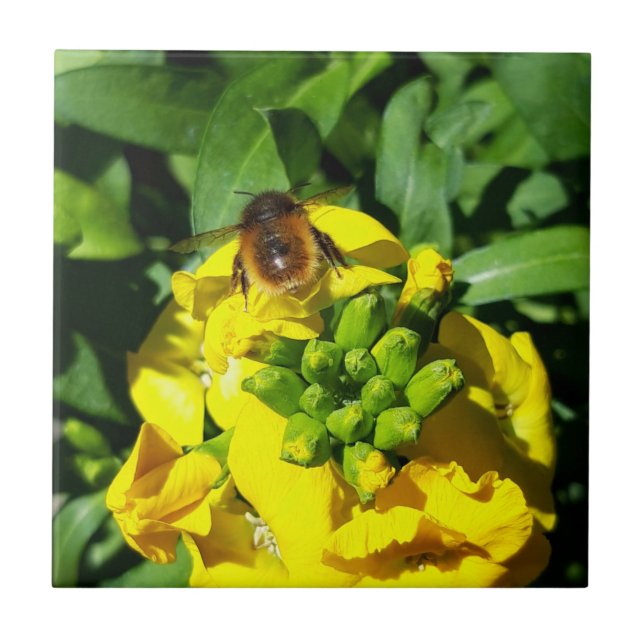 Bee on Yellow Flowers Fliese (Vorderseite)