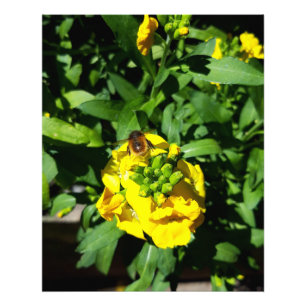 Bee on Yellow Flowers Fotodruck