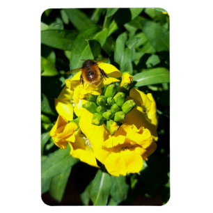 Bee on Yellow Flowers Magnet
