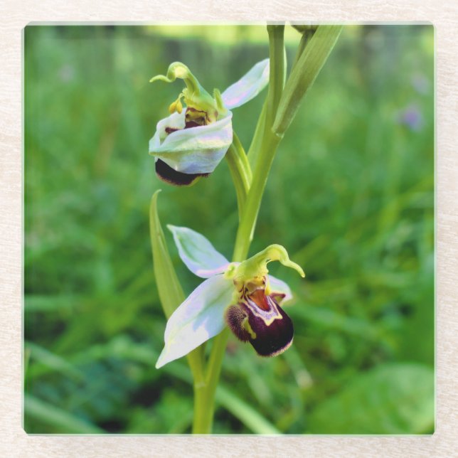 Bee Orchid Glasuntersetzer (Vorderseite)