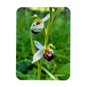 Bee Orchid Magnet