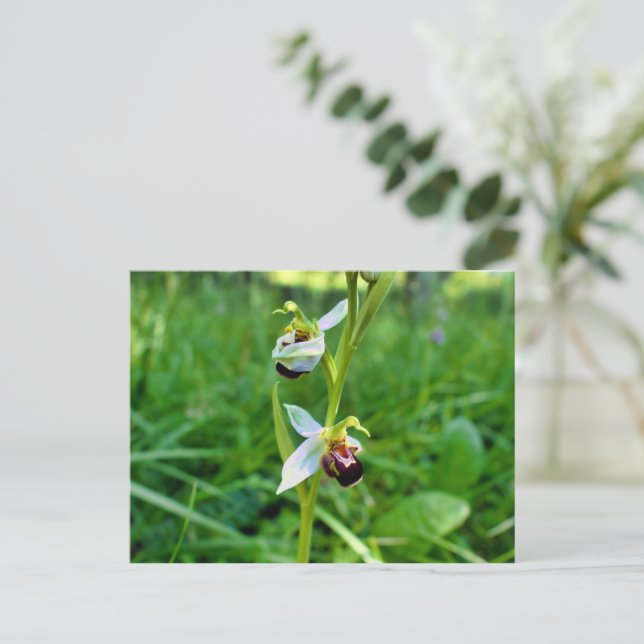 Bee Orchid Postkarte (Stehend Vorderseite)