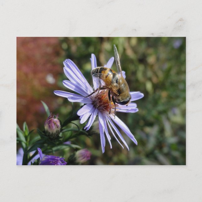 Bee Poscard Postkarte (Vorderseite)