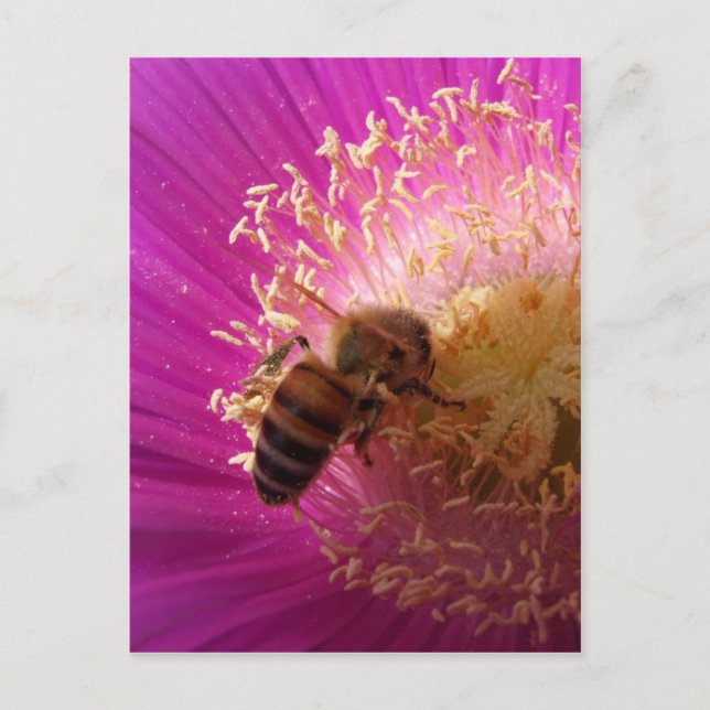 Bee Postcard Postkarte (Vorderseite)