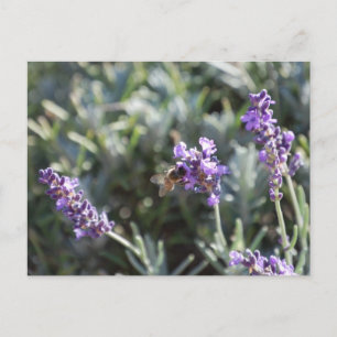 Bee Postcard Postkarte