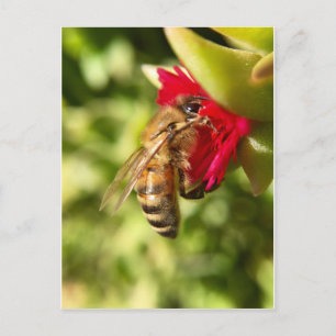 BEE POSTKARTE