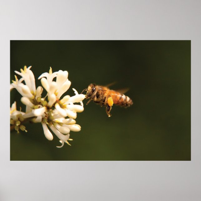 Bee - Schatz, ich bin Zuhause Poster (Vorne)