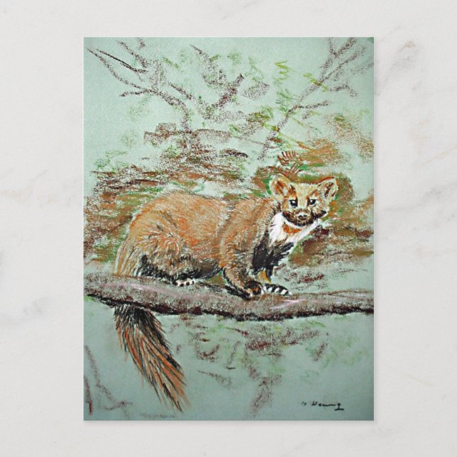 Beech Marten Postkarte (Vorderseite)