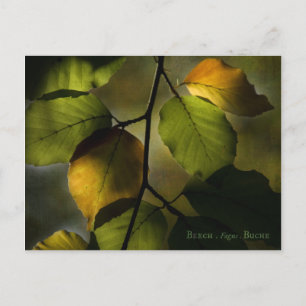 Beech Postcard Postkarte