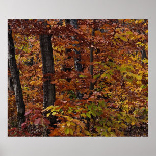 Beech Tree Forest Poster